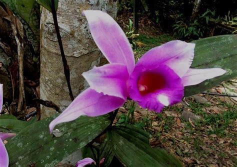 8 Inch x 2, 4. . Amazon orchids